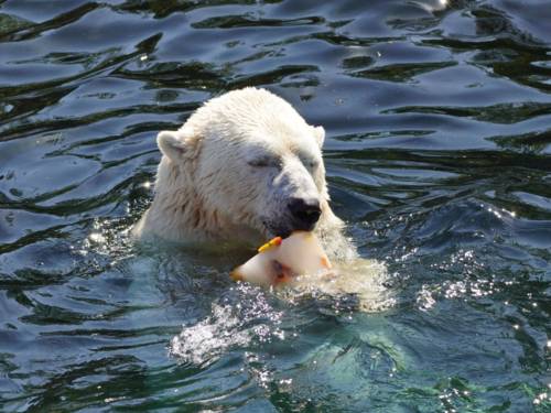 Eisbär mit Eis im Wasser.